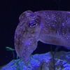 boredfish